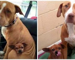 Pair Of Bonded Shelter Dogs Cry If Anyone Tries To Separate Them