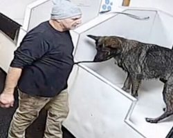 Man Takes Shepherd To Self-Service Pet Wash Station & Punches Him Repeatedly