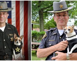 Tiny Police K-9 Dies Of A Broken Heart Just Hours After Her Handler Passes Away