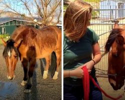 Everyone Said They Were Too Busy To Help The Horse, Until One Woman Spotted Him