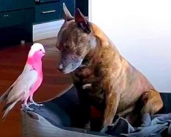 Depressed Dog Cries All Day After The Injured Bird He Saved Heals & Flies Away