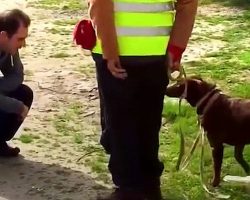 Dog Didn’t Recognize Her Dad After Being Lost For 3 Years, Then Dad Crouched