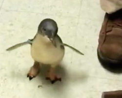 Cookie the penguin looks and looks for his caregiver and flips out when he finally finds him