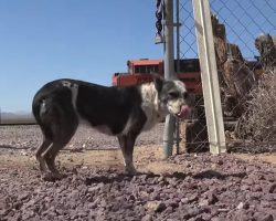 Two Dogs Left Out In The Desert To Fend For Themselves Didn’t Trust Anybody