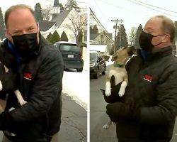 Runaway Puppy Crashes A News Report On Live TV And Becomes The Star Of The Show