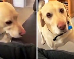 Super Polite Dog Taps Man’s Leg To Let Him Know That He’s Sitting In His Spot