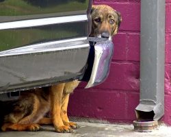 Homeless German Shepherd “Cries Like A Human” Whenever Anyone Gets Too Close