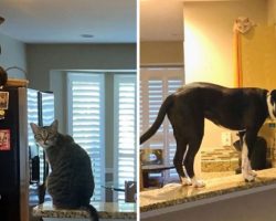 Rescue Pit Bull Thinks He’s A Cat, And Even Climbs On Top Of The Fridge