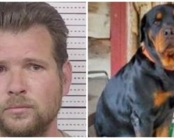 Gentle Giant Rottweiler Gives All To Prevent Robber From Entering Country Store