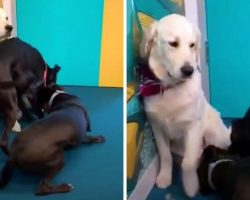 Service Dog Stood In A Corner And Didn’t Know How To Behave Around Other Dogs