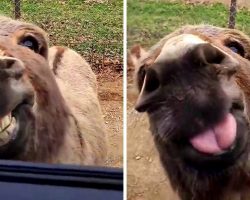 Donkey With A Cheeky Smile Photobombs White Tiger And Steals All The Limelight