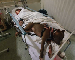Service Dog Refuses To Leave Mom’s Side After Saving Her Life