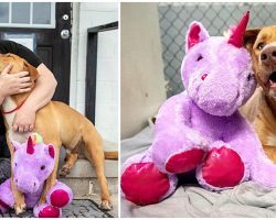 Stray Dog Kept Sneaking Into Store To Steal Unicorn Toy, Cop Buys It For Him