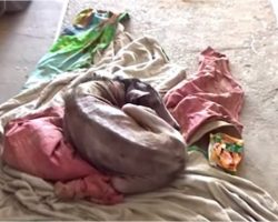 Hairless Dog Finds Shelter In Stranger’s Garage, She Curls Up To Keep Warm & Waits