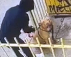 Man Dumps His Pit Bull Outside A Store, Then Lies Through His Teeth And Leaves