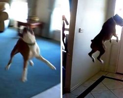 Man Asks Dog If He Wants To Go For A Walk, And The Dog Starts Flying In The Air