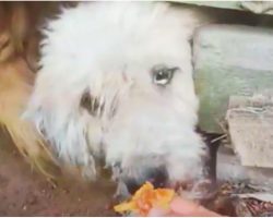 Unloved Hungry Dog Wanted To Take The Food From Her Hand But Owners Said No
