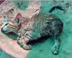 Wet Kitten’s Collapsed Body Labored To Breathe As Rain Continued To Fall