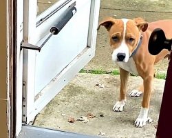 Dog Who Has Never Lived Inside Was Afraid Of Doors. His Foster Brother Transforms Him