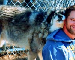 Veteran With PTSD Wanted To Give Up, Then A Wolf Walked Up And Gave Him A Hug