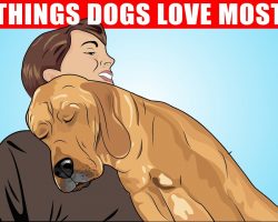 15 Things Dogs Love the Most