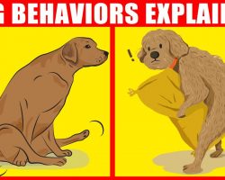 21 Strangest Dog Behaviors and the Meanings Behind Them