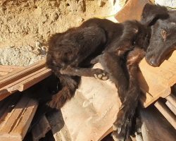 Starving Dog Found In A Rundown Garage Yard Wags Her Little Tail As They Approach