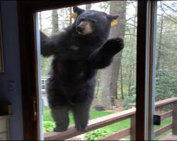 Bears Breaking In: Fascinating How Smart Bears Are!