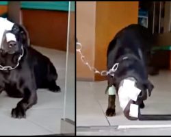 Dog Treated Cruelly Boldly Strives To Take A Step Back Into The Scary World