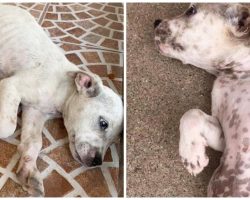 Stray Pup In Dire Situation Screams For Help & Says Paw Prayers She Is Heard