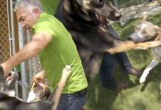 Cesar Millan Breaks Up A Dangerous Pit bull and German Shepherd Dog Fight