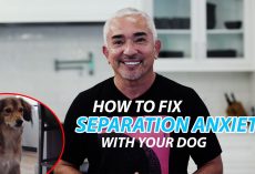 Cesar Millan Explains How To Fix Separation Anxiety With Your Dog