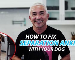 Cesar Millan Explains How To Fix Separation Anxiety With Your Dog