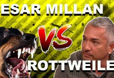 Cesar Millan: How To Use The “Redirection Method” To Calm An Aggressive, Overprotective Rottweiler