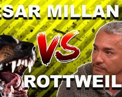 Cesar Millan: How To Use The “Redirection Method” To Calm An Aggressive, Overprotective Rottweiler