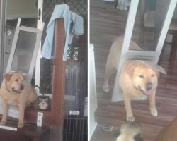 Chonky Dog Realizes It’s Time To Go On A Diet When He Breaks The Doggy Door