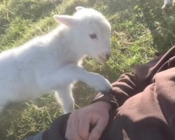 Cute Lamb Needs Attention – ‘Did I Say You Could Stop?’