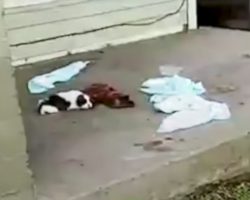 Tiny, Injured Puppy Spotted Lying On A Porch With Nobody Around