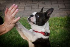 The Do’s and Don’ts of Dog Training