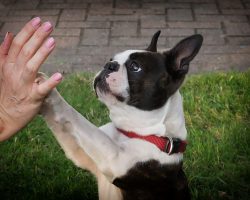 The Do’s and Don’ts of Dog Training