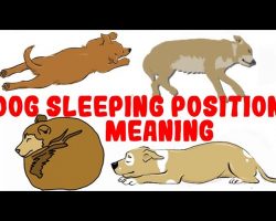 The Most Common Dog Sleeping Positions And What They Mean