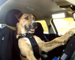 Dogs driving? More likely than you think.