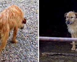 Shelter Dog Who Walked With Her Head Lowered & Tail Tucked Gets A Second Chance