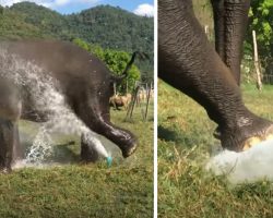 Elephant Comes Across Sprinkler And Breaks It To Make Her Own Fountain