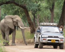 Elephant Shot in the Head Walks Up to Truck to Ask For Help