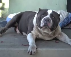 Big Dog Shows Up To Stranger’s House For Help And Turns The Porch Red