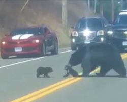 Human Parents Feel For Mama Bear Trying To Corral Her Cubs