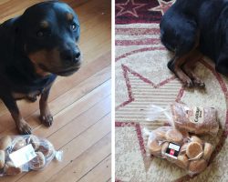 Guard Dog Gathers And Protects Family’s Bread When They Leave The House