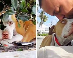 Shy Homeless Pit Bull With A Broken Leg Hides Under A Bush On Side Of The Road
