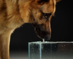 Look at the Captivating Way Dogs Drink Water!
